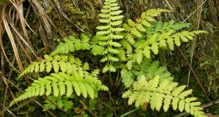 La fougère une fractale naturelle